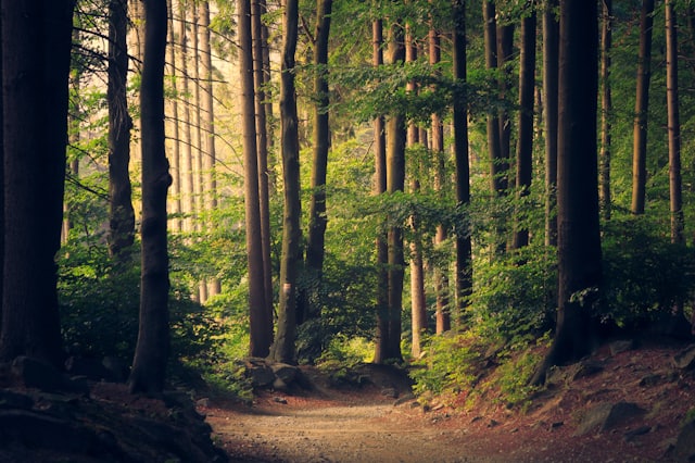 Northern Roots — Forest bathing & foraging walks 🌲 Slow 